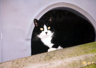 �C�^���A���s�@�J�v���̔L